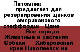 Питомник KURAT GRAD предлагает для резервирования щенков американского стаффордш › Цена ­ 25 000 - Все города Животные и растения » Собаки   . Хабаровский край,Николаевск-на-Амуре г.